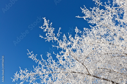 Natural winter background with tree branches covered with white frost in a city park against a blue cloudless sky on a frosty sunny day. Climate, weather, anticyclone, meteorology