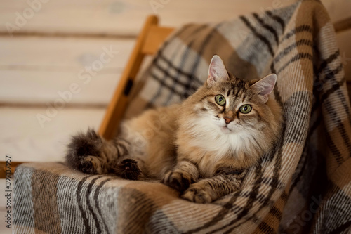 A ginger cat lies on a bedspread in a wooden house