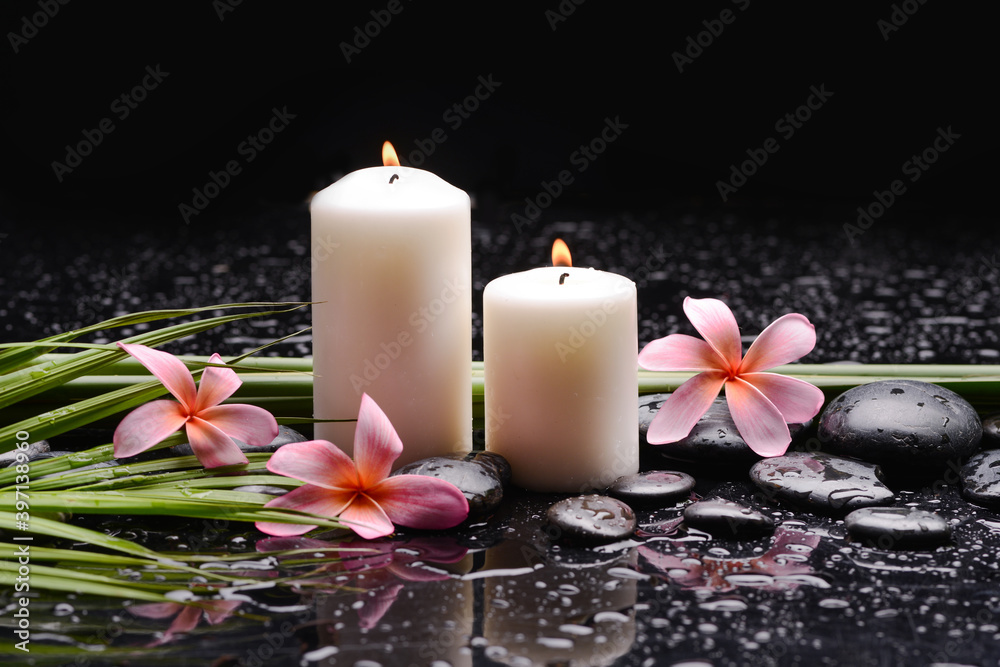 spa still life of with three pink frangipani and two candle with zen black stones ,green palm wet background
