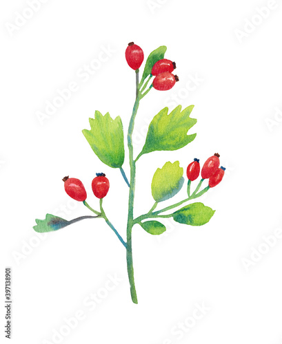 Hawthorn with berries and leaves isolated on white background. The work is done in watercolor by hand.
