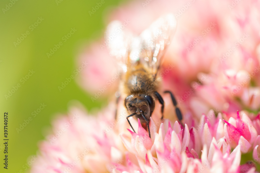 Honey bees collect pollen Spiraea flower. Macro shot. Honey bees collect pollen Spiraea flower. Macro shot.