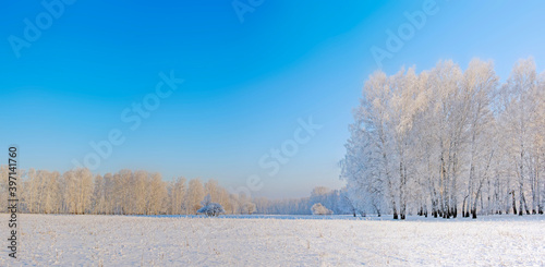 Beautiful winter scenery with bright blue cloudless sky and a snowy field and a birch wood in the distance