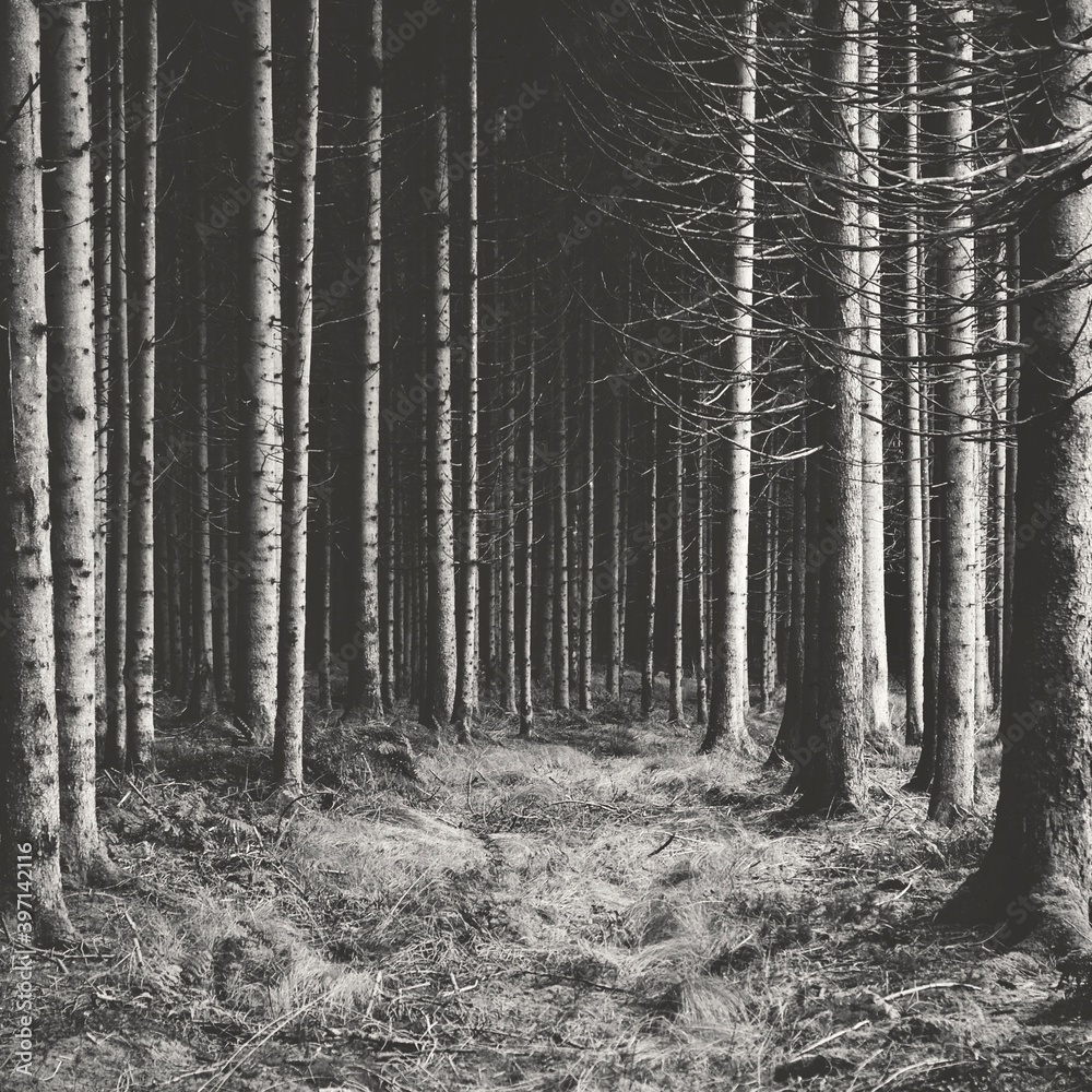 Fototapeta premium Blick auf viele Baumstämme in einem Fichtenwald