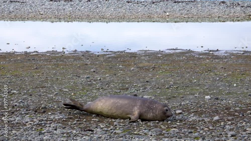 A seal on the gravel by a stream. It was crawling with its body bowed.