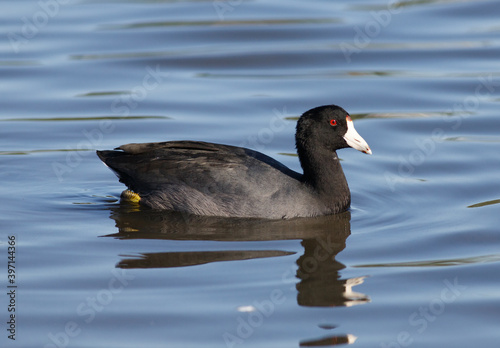 An American Coot Swimming in a Pond