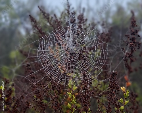 cobwebs on a hiking trail in San Diego