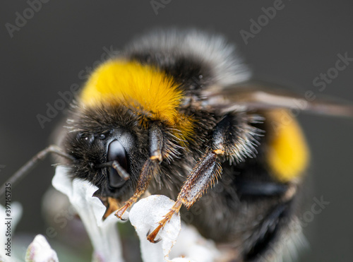 Bumble Bee busy busy photo