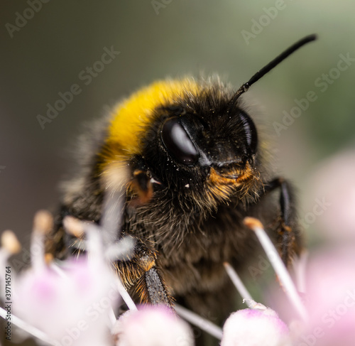 Bumble Bee with missing Antenna