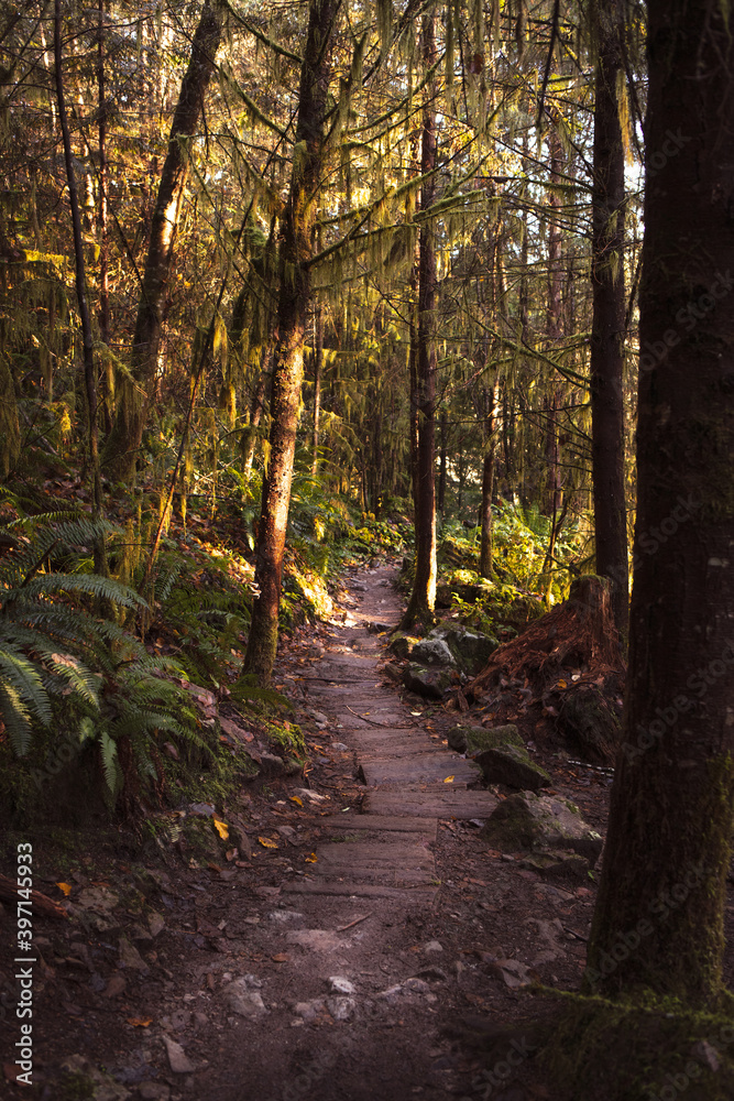 Fototapeta premium path in the forest