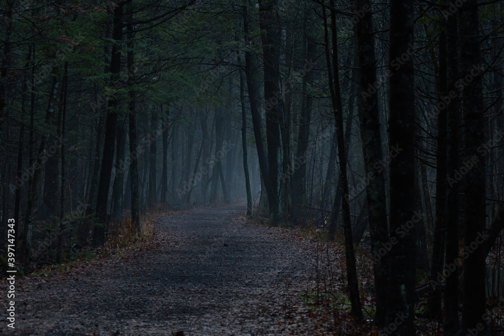 Fototapeta premium path in the woods