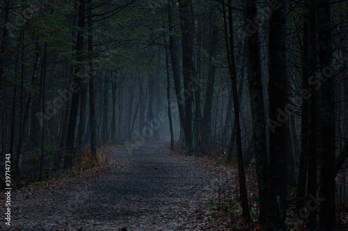 path in the woods © Charlesmile