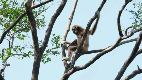 White-handed Gibbon, Hylobates lar, Female; looking to the back, to the left, and then towards the camera while sitting in between branches in Huai Kha Kaeng Wildlife Sanctuary, Thailand. photo