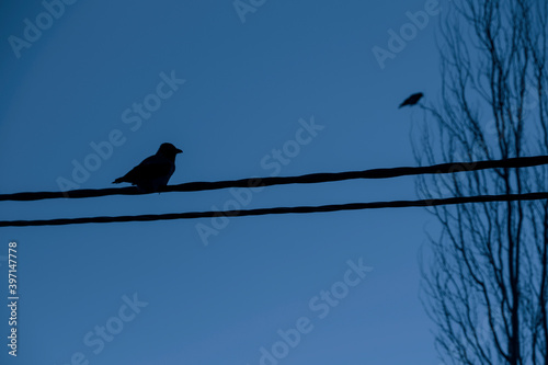 The crow sits on the wires against the background of the sky. © sv_production