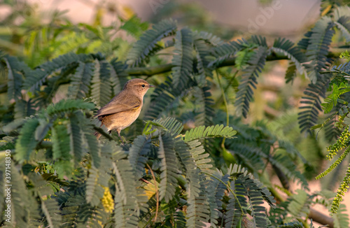 chiff chaff on the branch of green tree  photo