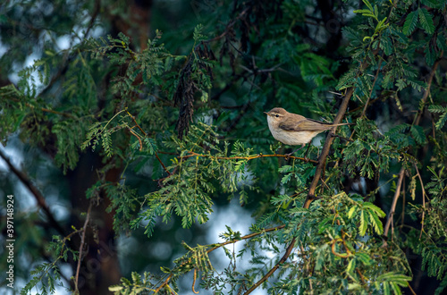 The common chiff chaff, or simply the chiff chaff on the branch of tree  photo