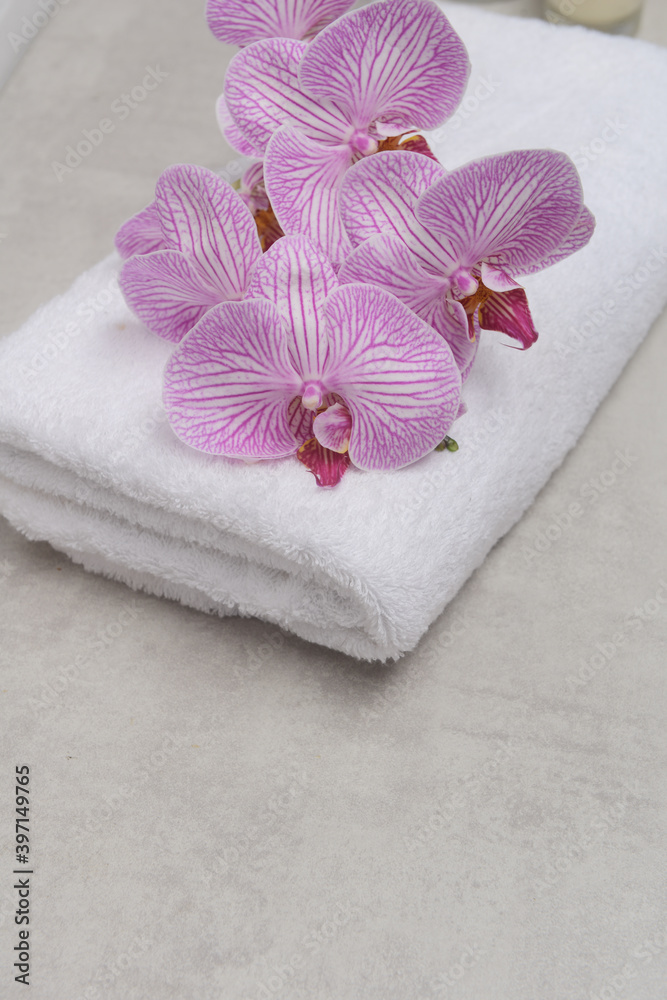 Pink and white orchid flower branch bloom on white towel with copy space
Pink and white orchid flower branch bloom on white towel with copy space
