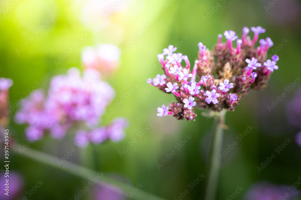 Fototapeta premium The background image of the colorful flowers