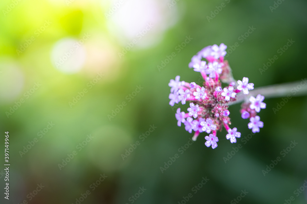 Fototapeta premium The background image of the colorful flowers