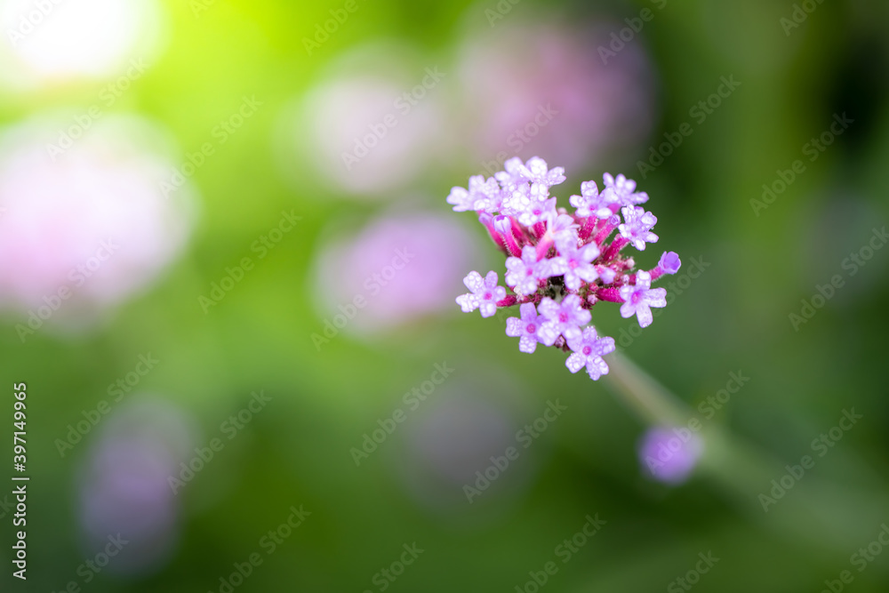 The background image of the colorful flowers The background image of the colorful flowers