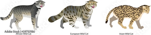 African Wild Cat, European Wild Cat and Asian Wild Cat - Vector