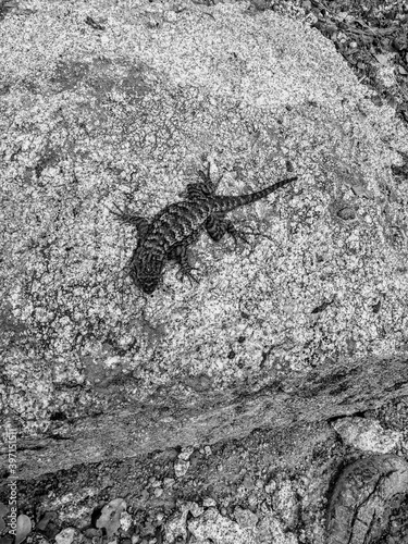 lizard on rock © Sioban