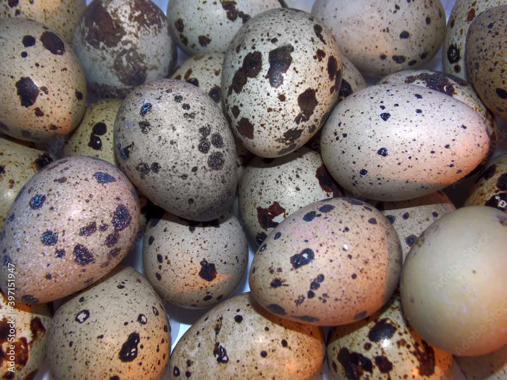 Small quail eggs speckled. Small quail eggs speckled.