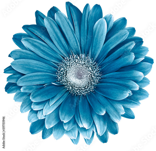 Turquoise gerbera flower isolated on white background. No shadows with clipping path. Close-up. Nature.