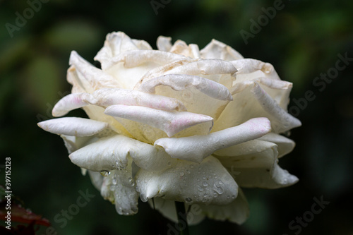 Rose petal with water drops after rain