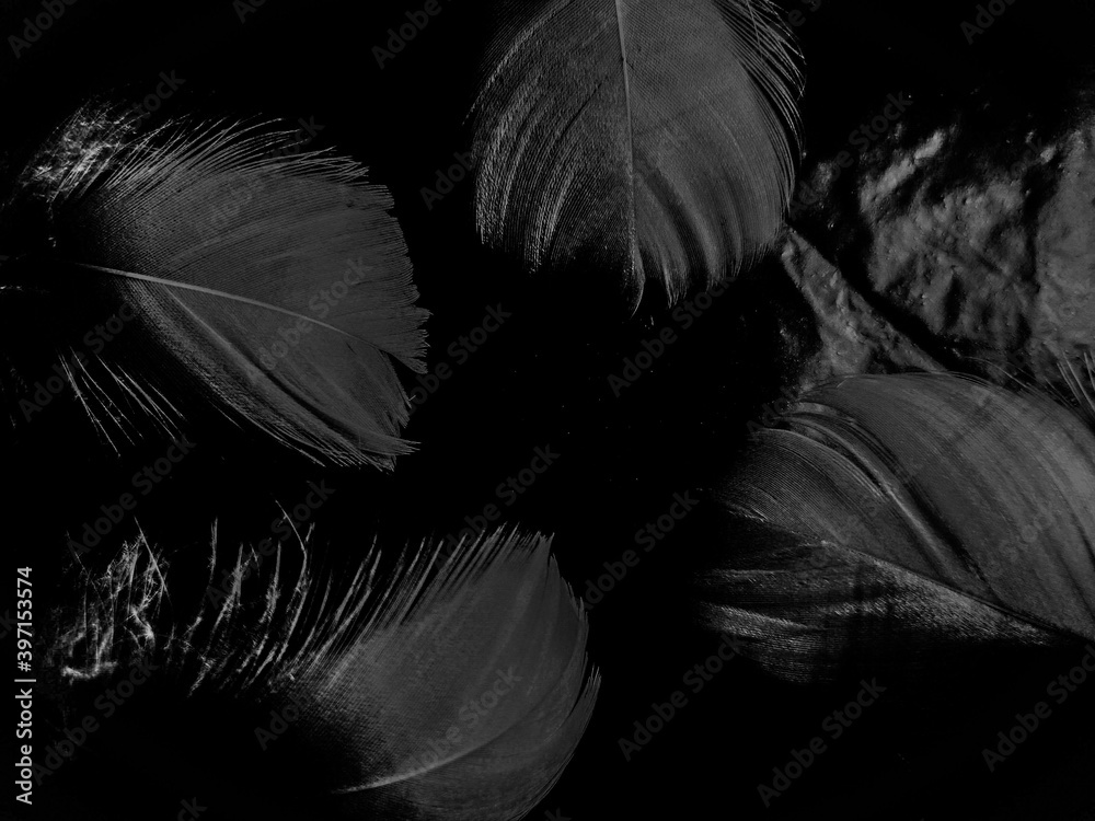 Obraz premium Beautiful abstract black feathers on white background and soft white feather texture on white pattern, dark theme wallpaper, gray feather background, black banners