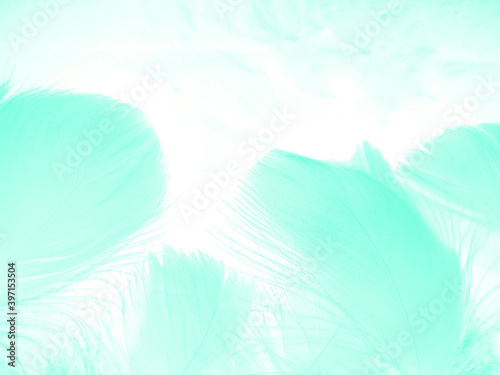 Beautiful abstract blue feathers on white background, light green feather texture on white pattern and blue background, feather background, green theme valentines day