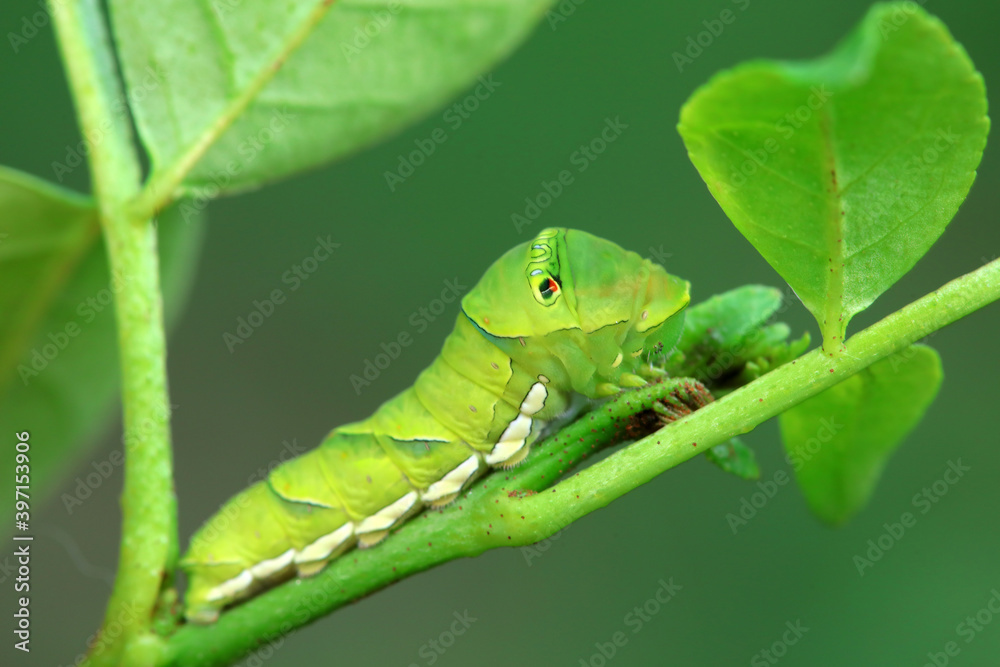 Papilio Zanthoxylum lives on wild plants in North China Papilio Zanthoxylum lives on wild plants in North China