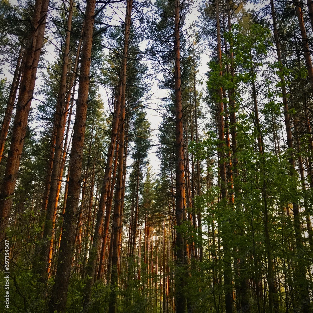 trees in the forest trees in the forest