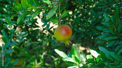 Pomegranate tree and fruits on branch at sunny day. Natural, health, organic and delicious food.