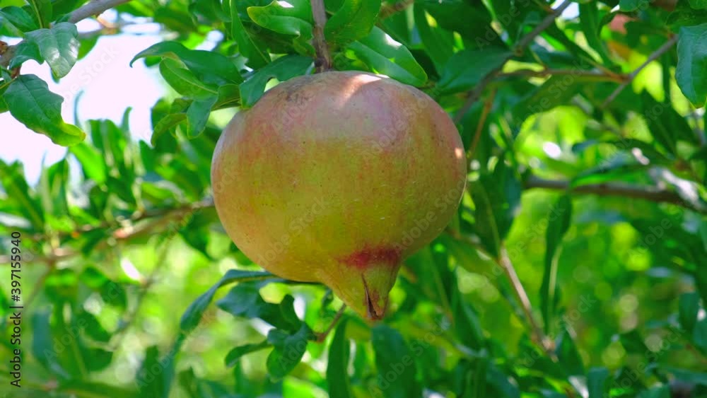 Pomegranate tree and fruits on branch at sunny day. Natural, health, organic and delicious food. Pomegranate tree and fruits on branch at sunny day. Natural, health, organic and delicious food.