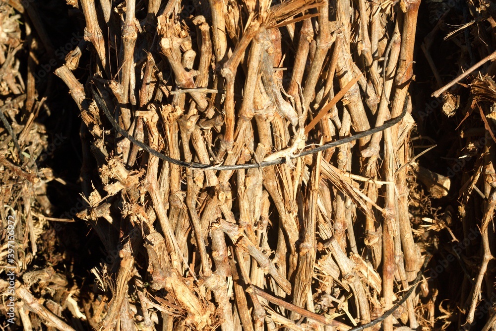 bundle of vine shoots to burn in barbecue bundle of vine shoots to burn in barbecue