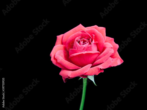 Beautiful pink rose isolated on black background 