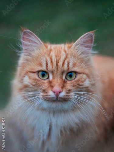 Portrait of ginger fluffy cat