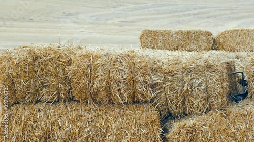 Dry hay bales in field. 