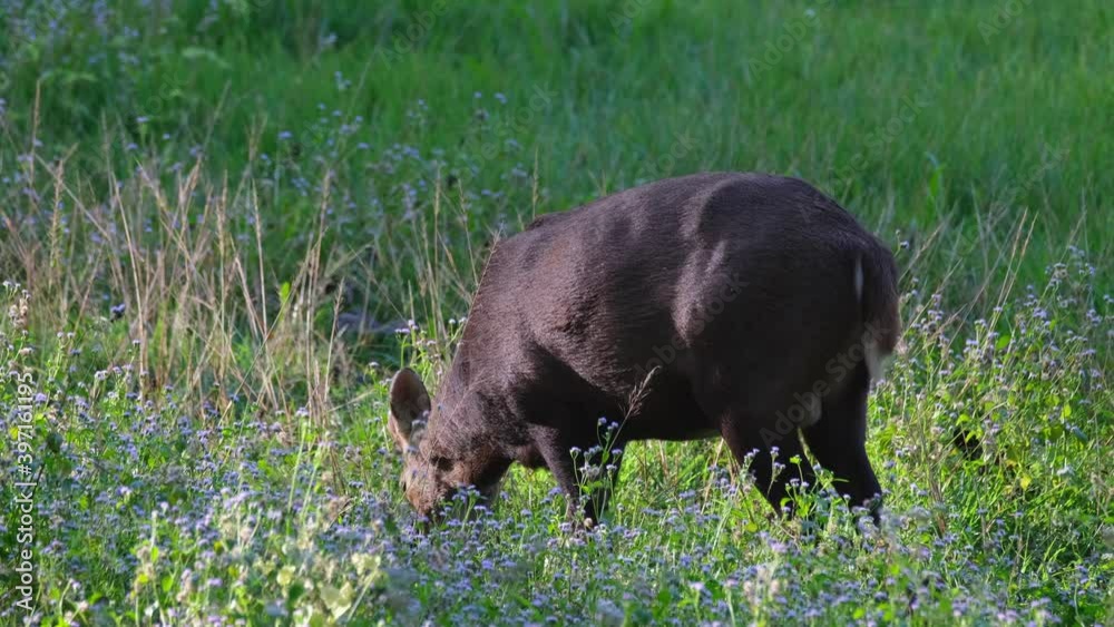 Indian Hog Deer, Hyelaphus porcinus; a male individual seen eating and facing the morning light, stoops down to feed on grass, small purple flowers decorate the meadow, Huai Kha Kaeng, Thailand. Indian Hog Deer, Hyelaphus porcinus; a male individual seen eating and facing the morning light, stoops down to feed on grass, small purple flowers decorate the meadow, Huai Kha Kaeng, Thailand.