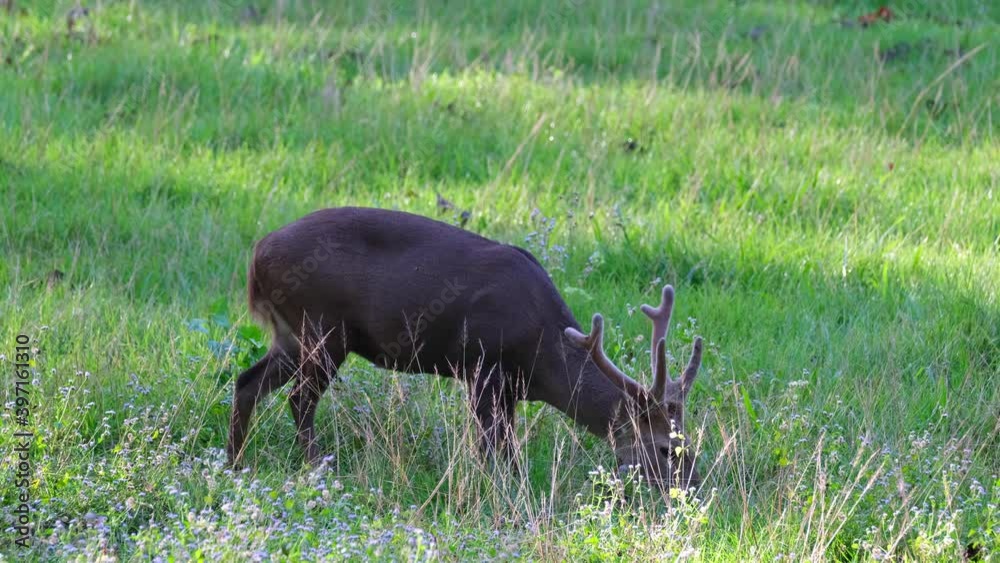 Indian Hog Deer, Hyelaphus porcinus; male with antlers facing to the right of the frame while grazing in the morning, raises its head up, continues eating, Huai Kha Kaeng Wildlife Sanctuary, Thailand. Indian Hog Deer, Hyelaphus porcinus; male with antlers facing to the right of the frame while grazing in the morning, raises its head up, continues eating, Huai Kha Kaeng Wildlife Sanctuary, Thailand.
