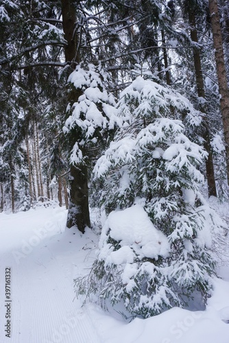 small Christmas tree covered with snow in the winter forest