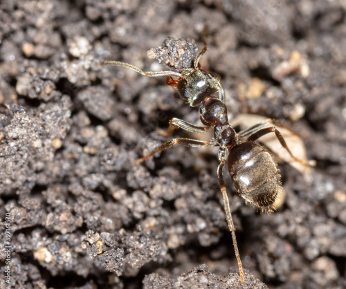 Ant crawling on the ground. © schankz
