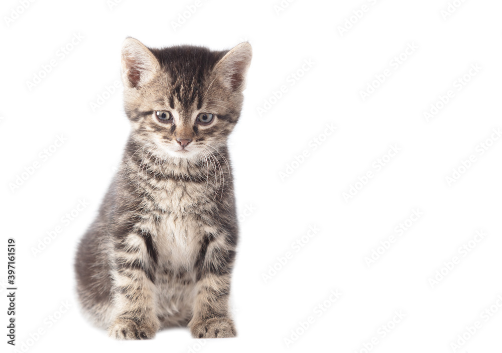 Obraz premium Kitten portrait isolated on a white background.