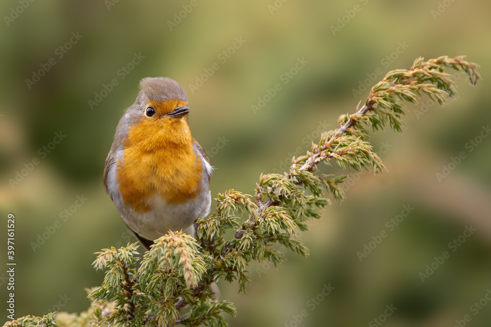 Fototapeta premium European robin (Erithacus rubecula) perched on a branch