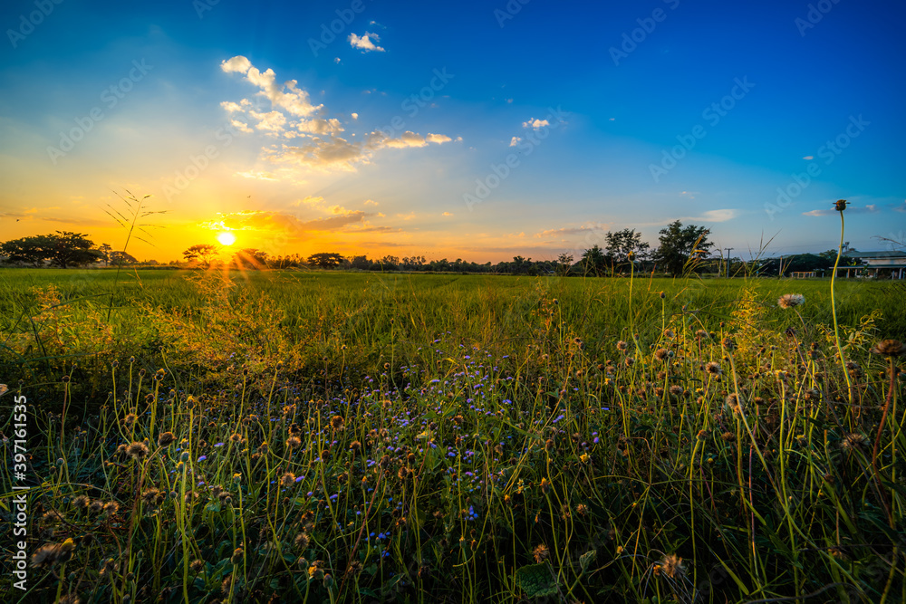 Beautiful Clump of grass wild flower a warm light and green field cornfield or corn in Asia country agriculture harvest with sunset sky background. Beautiful Clump of grass wild flower a warm light and green field cornfield or corn in Asia country agriculture harvest with sunset sky background.