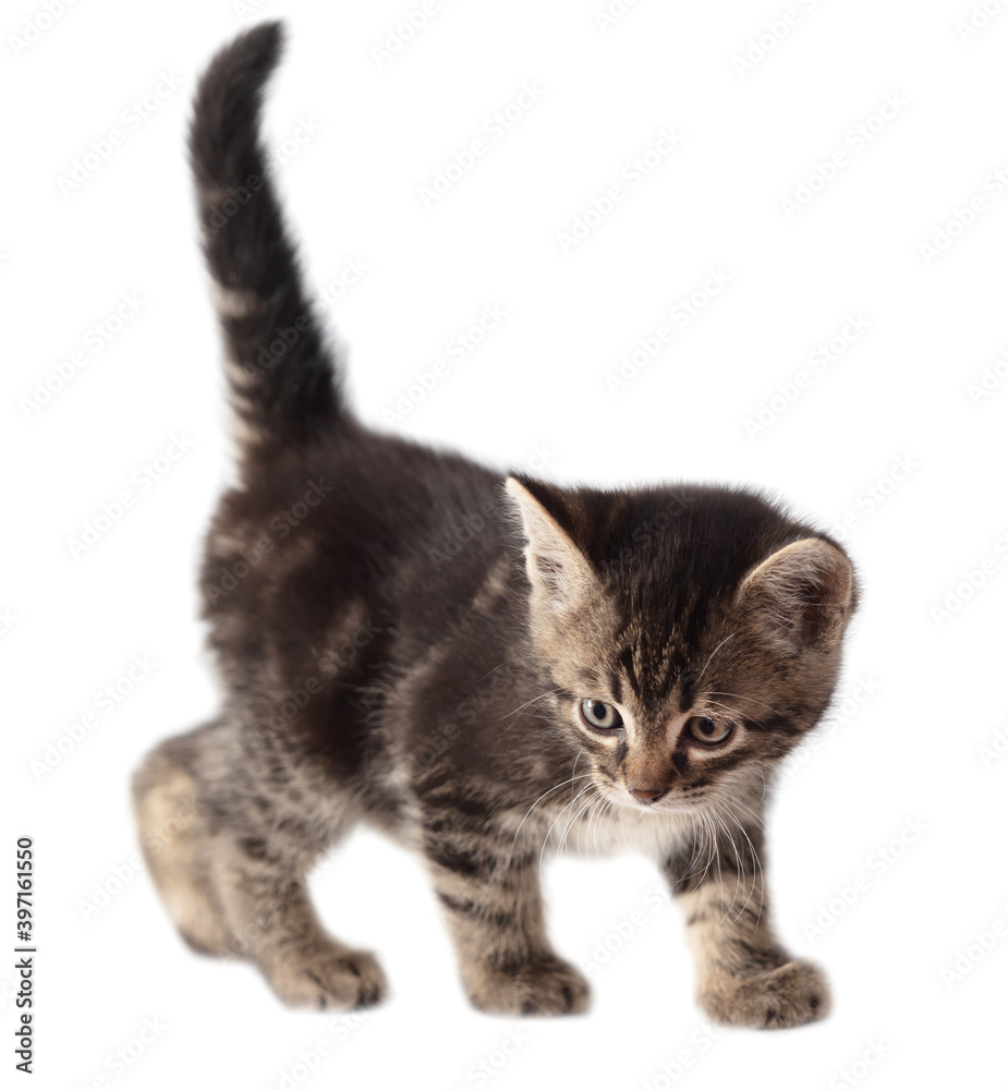 Obraz premium Kitten portrait isolated on a white background.