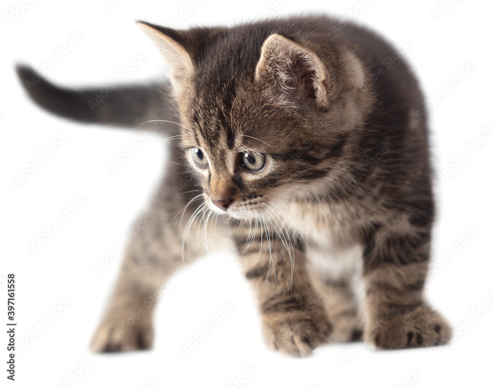 Kitten portrait isolated on a white background.