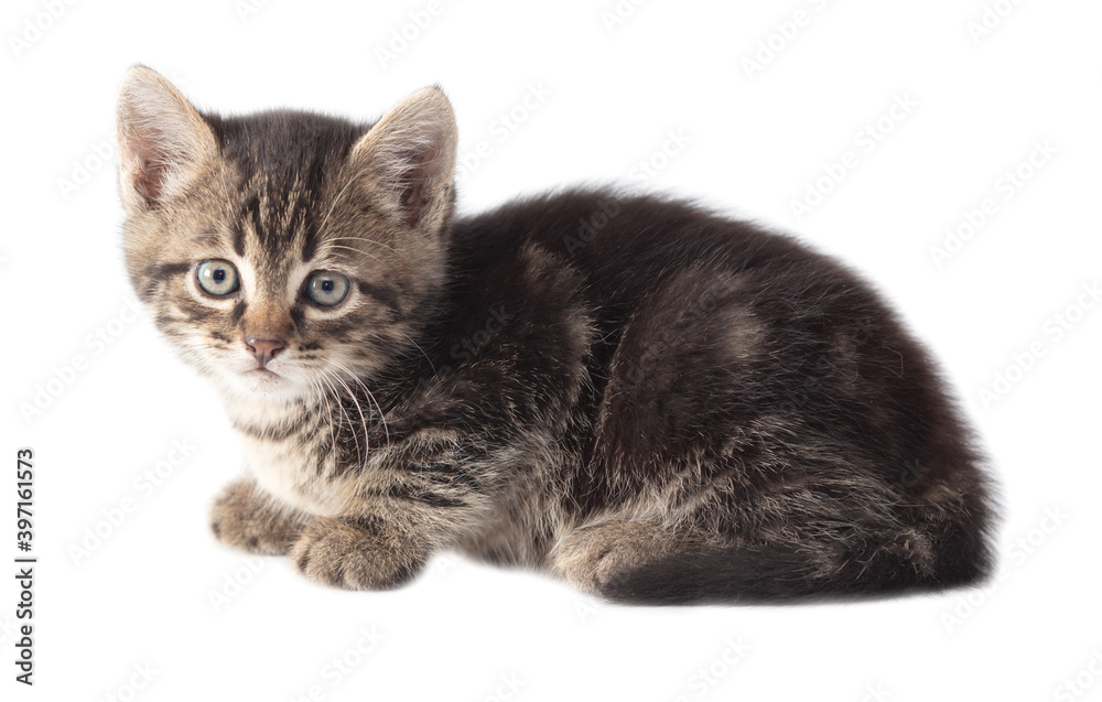 Obraz premium Kitten portrait isolated on a white background.