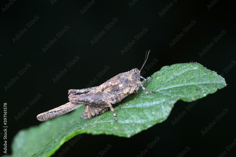 Naklejka premium Grasshoppers live on wild plants, North China