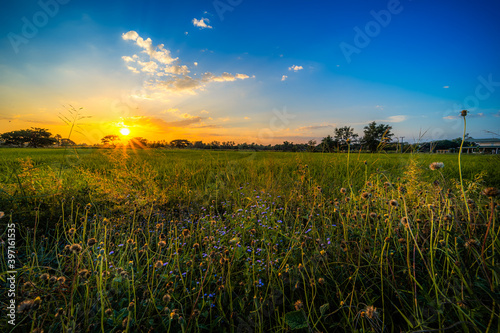 Beautiful Clump of grass wild flower a warm light and green field cornfield or corn in Asia country agriculture harvest with sunset sky background.